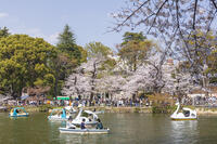 桜咲く井の頭恩賜公園 [KNO110024796]