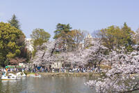 桜咲く井の頭恩賜公園 [KNO110024798]