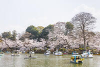 桜咲く井の頭恩賜公園 [KNO110024799]