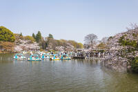 桜咲く井の頭恩賜公園 [KNO110024800]