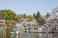 桜咲く井の頭恩賜公園 [KNO110024801]
