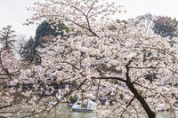 桜咲く井の頭恩賜公園 [KNO110024802]
