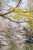 桜咲く井の頭恩賜公園 [KNO110024804]