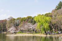 桜咲く井の頭恩賜公園 [KNO110024805]