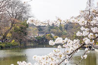 井の頭恩賜公園の弁財天 [KNO110024806]