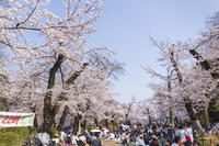 井の頭恩賜公園の花見 [KNO110024807]