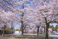 西公園の桜 [KNO110025062]