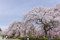 榴岡公園 [KNO110025071]