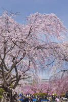 榴岡公園 [KNO110025073]