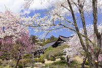 鹽竈神社の桜 [KNO110025076]