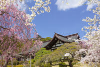 鹽竈神社の桜 [KNO110025077]