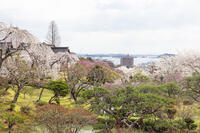 鹽竈神社の神苑と塩釜湾 [KNO110025078]