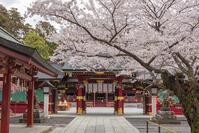 鹽竈神社の桜 [KNO110025079]