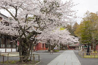 鹽竈神社の桜 [KNO110025080]