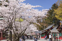 鹽竈神社の桜 [KNO110025081]