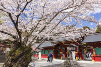 鹽竈神社の桜 [KNO110025082]