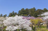 鹽竈神社の桜 [KNO110025085]