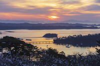 西行戻しの松公園より望む松島湾と朝焼け [KNO110025094]