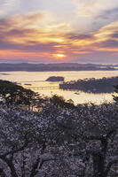 西行戻しの松公園より望む松島湾と朝焼け [KNO110025095]