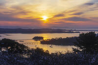 西行戻しの松公園より望む松島湾と朝焼け [KNO110025100]