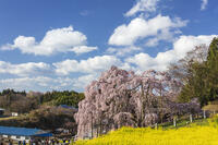 三春滝桜 [KNO110025107]