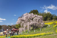 三春滝桜 [KNO110025110]