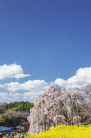 三春滝桜 [KNO110025111]