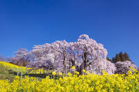 三春滝桜 [KNO110025112]