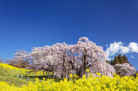 三春滝桜 [KNO110025113]