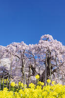 三春滝桜 [KNO110025116]