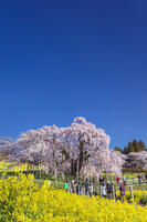 三春滝桜 [KNO110025119]