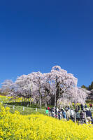 三春滝桜 [KNO110025120]