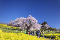 三春滝桜 [KNO110025121]