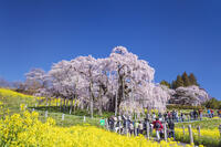 三春滝桜 [KNO110025122]