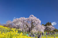 三春滝桜 [KNO110025124]