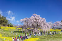 三春滝桜 [KNO110025125]