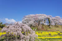 三春滝桜 [KNO110025126]