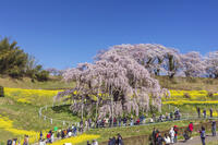 三春滝桜 [KNO110025127]
