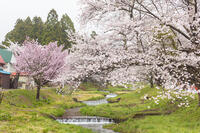 観音寺川の桜並木 [KNO110025133]