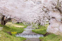 観音寺川の桜並木 [KNO110025135]