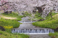 観音寺川の桜並木 [KNO110025136]