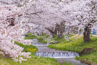 観音寺川の桜並木 [KNO110025139]