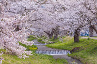 観音寺川の桜並木 [KNO110025141]