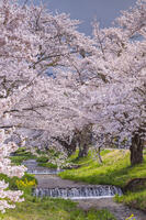 観音寺川の桜並木 [KNO110025142]