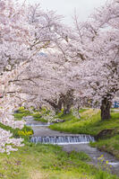 観音寺川の桜並木 [KNO110025143]