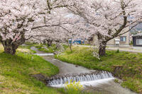 観音寺川の桜並木 [KNO110025145]