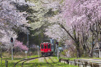 湯野上温泉駅の桜と会津鉄道の列車 [KNO110025146]