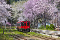 湯野上温泉駅の桜と会津鉄道の列車 [KNO110025148]