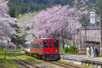 湯野上温泉駅の桜と会津鉄道の列車 [KNO110025149]