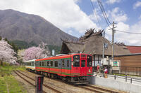 湯野上温泉駅の桜と会津鉄道の列車 [KNO110025150]